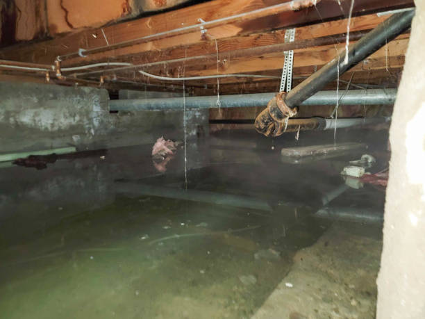 Best Water damage cleanup near me  in East Bakersfield, CA